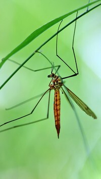 Oryginalny obrazek