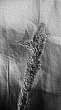 Skamielina
