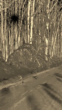 Sepia + Negatyw