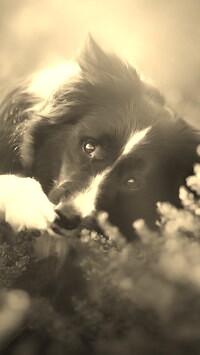 Szary + Sepia