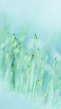 Oryginalny obrazek