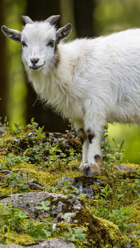 Oryginalny obrazek