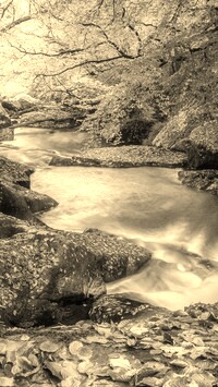Sepia