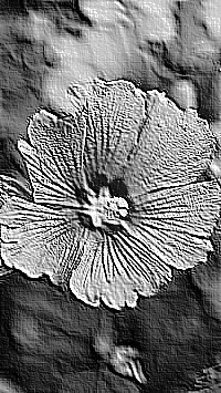 Skamielina