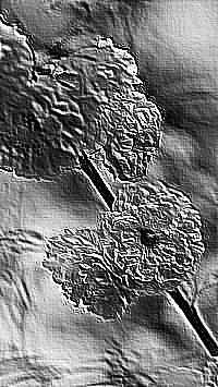 Skamielina