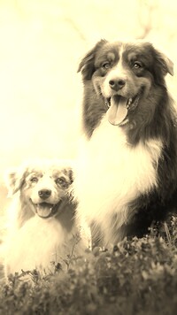 Szary + Sepia