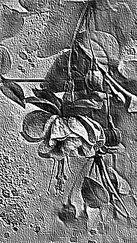 Skamielina