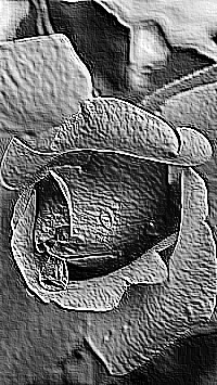 Skamielina