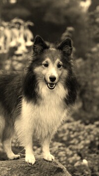 Sepia