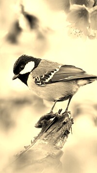Szary + Sepia