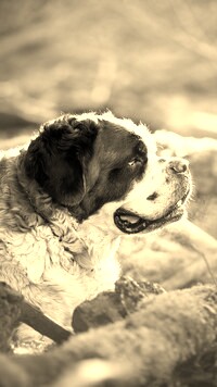 Sepia