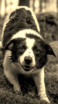 Sepia