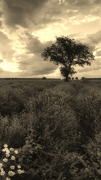 Szary + Sepia
