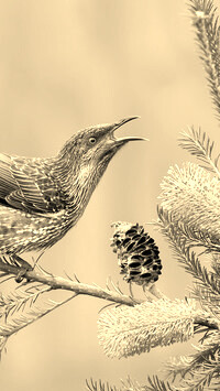 Sepia