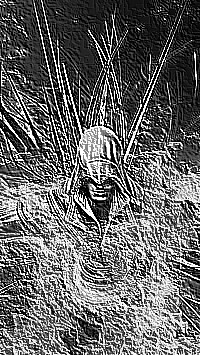 Skamielina