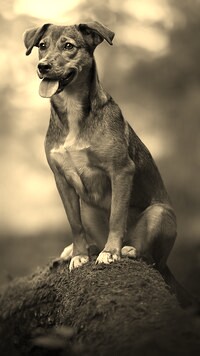 Szary + Sepia