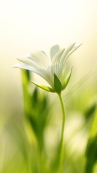 Oryginalny obrazek
