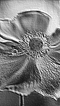 Skamielina