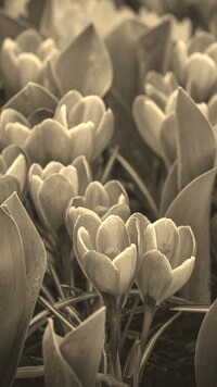 Szary + Sepia