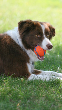 Oryginalny obrazek