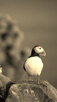 Szary + Sepia