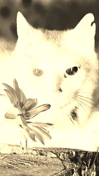 Sepia + Negatyw