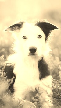 Szary + Sepia
