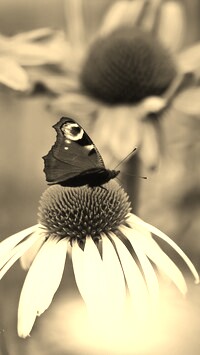 Szary + Sepia