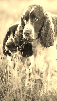 Szary + Sepia
