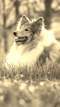Sepia