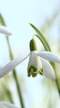 Oryginalny obrazek