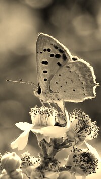 Szary + Sepia