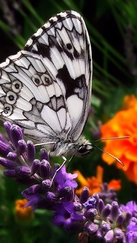 Oryginalny obrazek