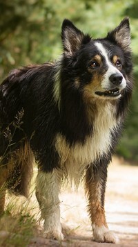 Oryginalny obrazek