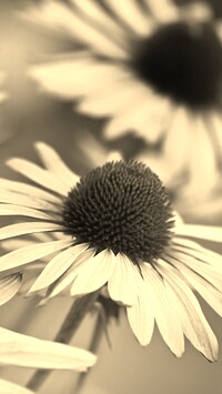 Szary + Sepia