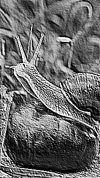 Skamielina