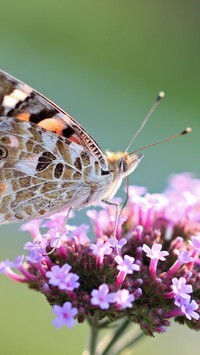 Oryginalny obrazek