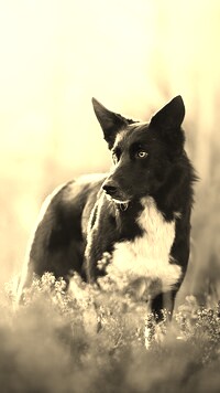 Szary + Sepia