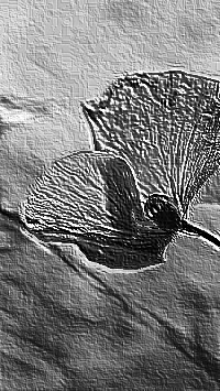 Skamielina