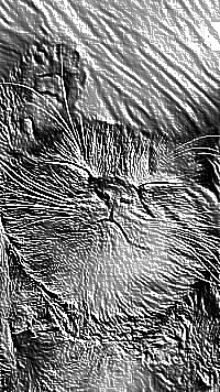 Skamielina