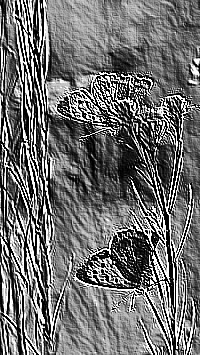 Skamielina