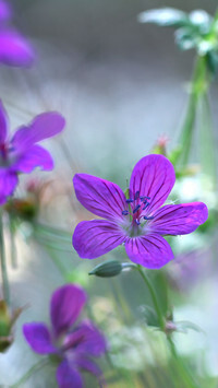 Oryginalny obrazek