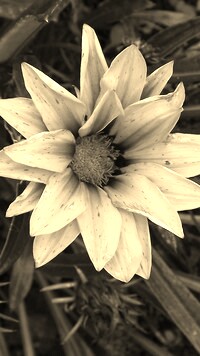 Szary + Sepia