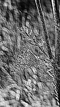 Skamielina