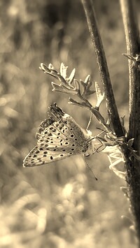Szary + Sepia