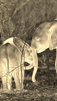 Sepia + Negatyw