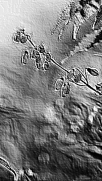Skamielina