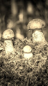 Szary + Sepia