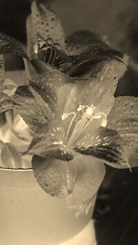 Sepia + Negatyw