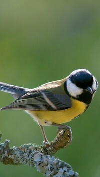 Oryginalny obrazek